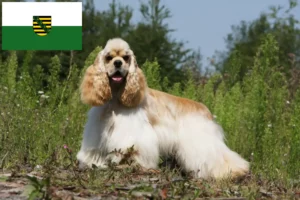 Scopri di più sull'articolo Allevatori di Cocker Spaniel Americani e cuccioli in Sassonia