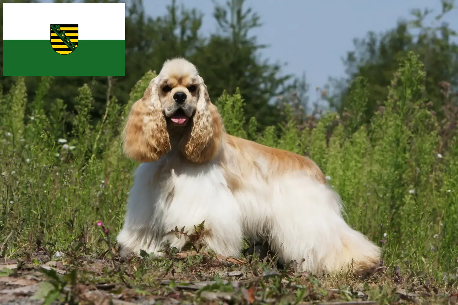 Scopri di più sull'articolo Allevatori di Cocker Spaniel Americani e cuccioli in Sassonia