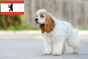 Scopri di più sull'articolo Allevatore di Cocker Spaniel Americani e cuccioli a Berlino