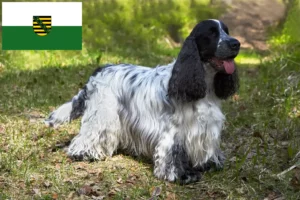 Scopri di più sull'articolo Allevatori di Cocker Spaniel Inglese e cuccioli in Sassonia