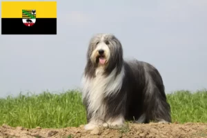 Scopri di più sull'articolo Allevatori e cuccioli di Collie Barbuto in Sassonia-Anhalt