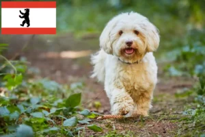 Scopri di più sull'articolo Allevatori e cuccioli di Havanese a Berlino