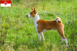 Scopri di più sull'articolo Allevatori di Basenji e cuccioli a Brandeburgo