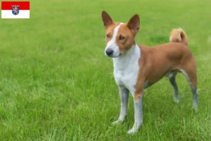 Scopri di più sull'articolo Allevatori di Basenji e cuccioli in Hessen