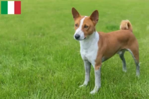 Scopri di più sull'articolo Allevatori di Basenji e cuccioli in Italia