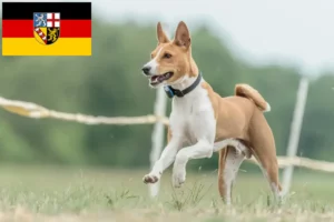 Scopri di più sull'articolo Allevatori di Basenji e cuccioli in Saarland