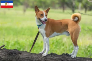 Scopri di più sull'articolo Allevatori di Basenji e cuccioli in Schleswig-Holstein