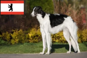 Scopri di più sull'articolo Allevatori e cuccioli di Borzoi a Berlino