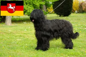 Scopri di più sull'articolo Allevatori di Briard e cuccioli in Bassa Sassonia