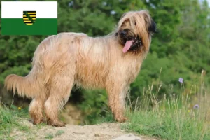 Scopri di più sull'articolo Allevatori e cuccioli di Briard in Sassonia