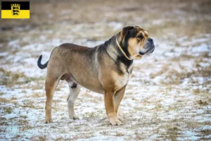 Scopri di più sull'articolo Allevatori di Ca de Bou e cuccioli in Baden-Württemberg