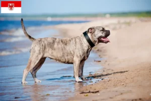 Scopri di più sull'articolo Allevatori di Ca de Bou e cuccioli a Brandeburgo