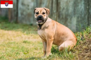 Scopri di più sull'articolo Allevatori di Ca de Bou e cuccioli in Assia