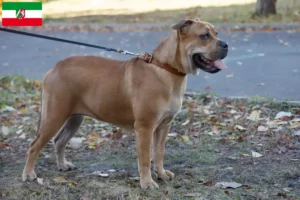 Scopri di più sull'articolo Allevatori e cuccioli di Ca de Bou in Nord Reno-Westfalia