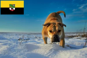 Scopri di più sull'articolo Allevatori e cuccioli di Ca de Bou in Sassonia-Anhalt