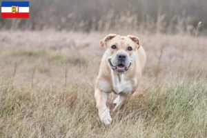 Scopri di più sull'articolo Allevatori e cuccioli di Ca de Bou in Schleswig-Holstein