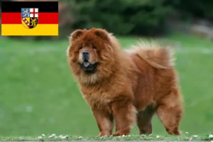 Scopri di più sull'articolo Allevatori di Chow-Chow e cuccioli in Saarland