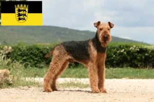 Scopri di più sull'articolo Allevatori di Airedale Terrier e cuccioli in Baden-Württemberg