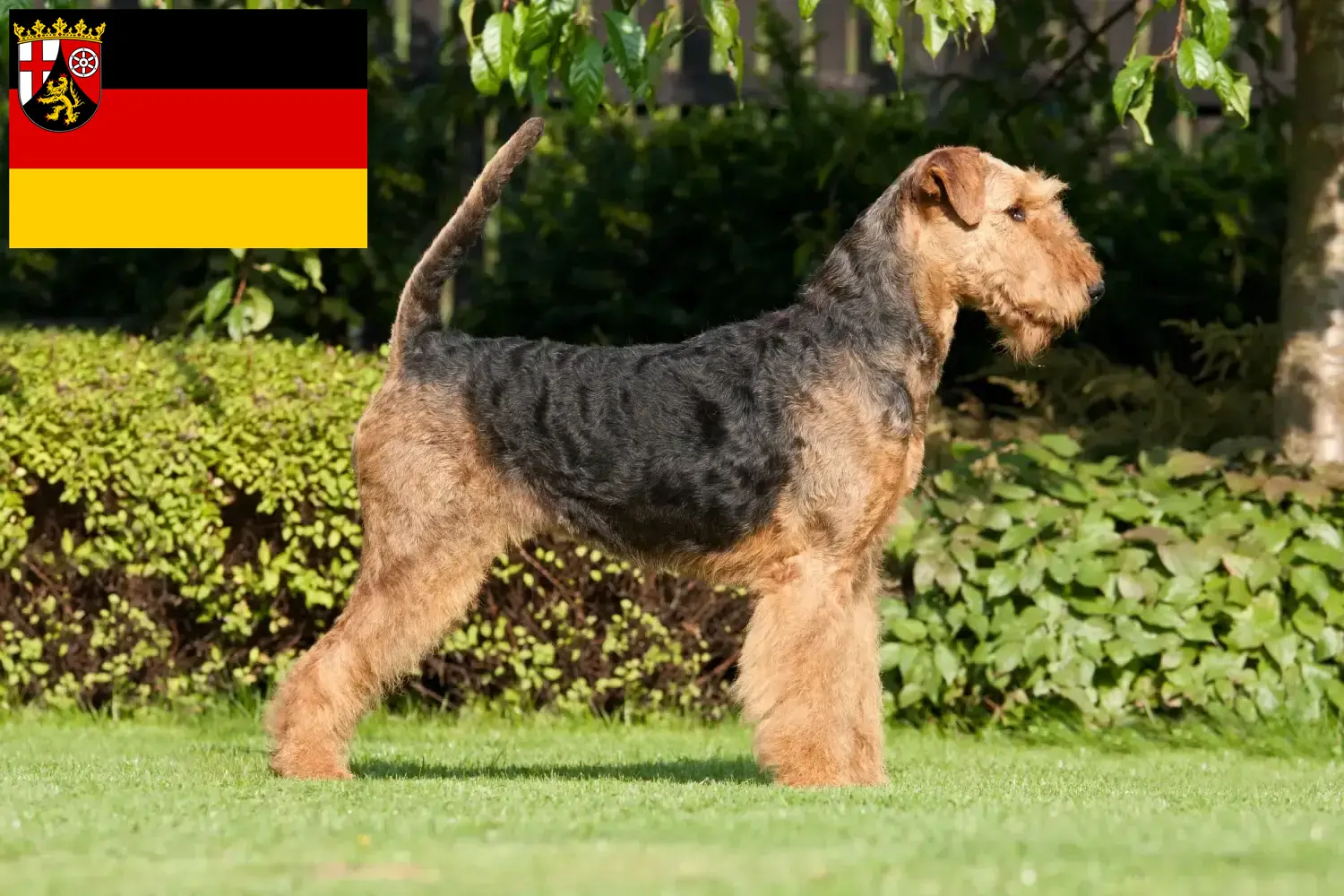 Scopri di più sull'articolo Allevatori e cuccioli di Airedale Terrier in Renania-Palatinato