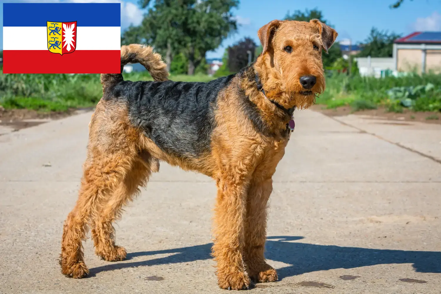 Scopri di più sull'articolo Allevatori di Airedale Terrier e cuccioli in Schleswig-Holstein