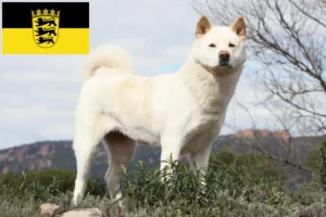 Scopri di più sull'articolo Allevatori di Akita e cuccioli in Baden-Württemberg