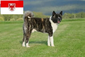 Scopri di più sull'articolo Allevatori di Akita e cuccioli a Brandeburgo