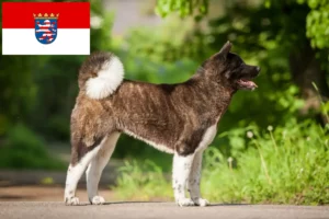 Scopri di più sull'articolo Allevatori di Akita e cuccioli in Hessen