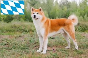 Scopri di più sull'articolo Allevatori di Akita e cuccioli in Baviera