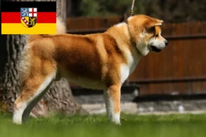 Scopri di più sull'articolo Allevatori di Akita e cuccioli in Saarland