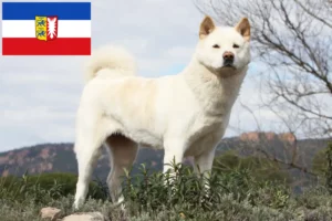 Scopri di più sull'articolo Allevatori di Akita e cuccioli in Schleswig-Holstein