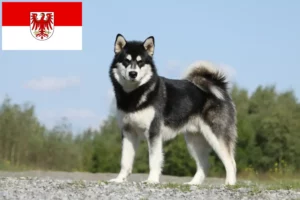 Scopri di più sull'articolo Allevatori di Alaskan Malamute e cuccioli a Brandenburg