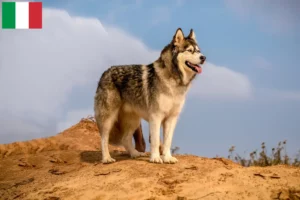 Scopri di più sull'articolo Allevamenti e cuccioli di Alaskan Malamute in Italia