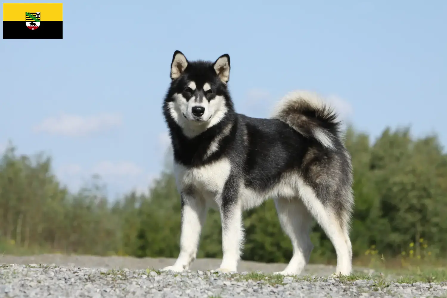 Scopri di più sull'articolo Allevatori e cuccioli di Alaskan Malamute in Sassonia-Anhalt