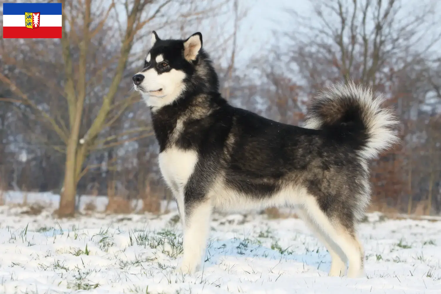 Scopri di più sull'articolo Allevatori di Alaskan Malamute e cuccioli a Schleswig-Holstein