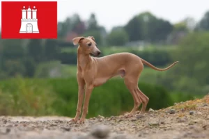 Scopri di più sull'articolo Allevatore di cagnolini italiani e cuccioli ad Amburgo