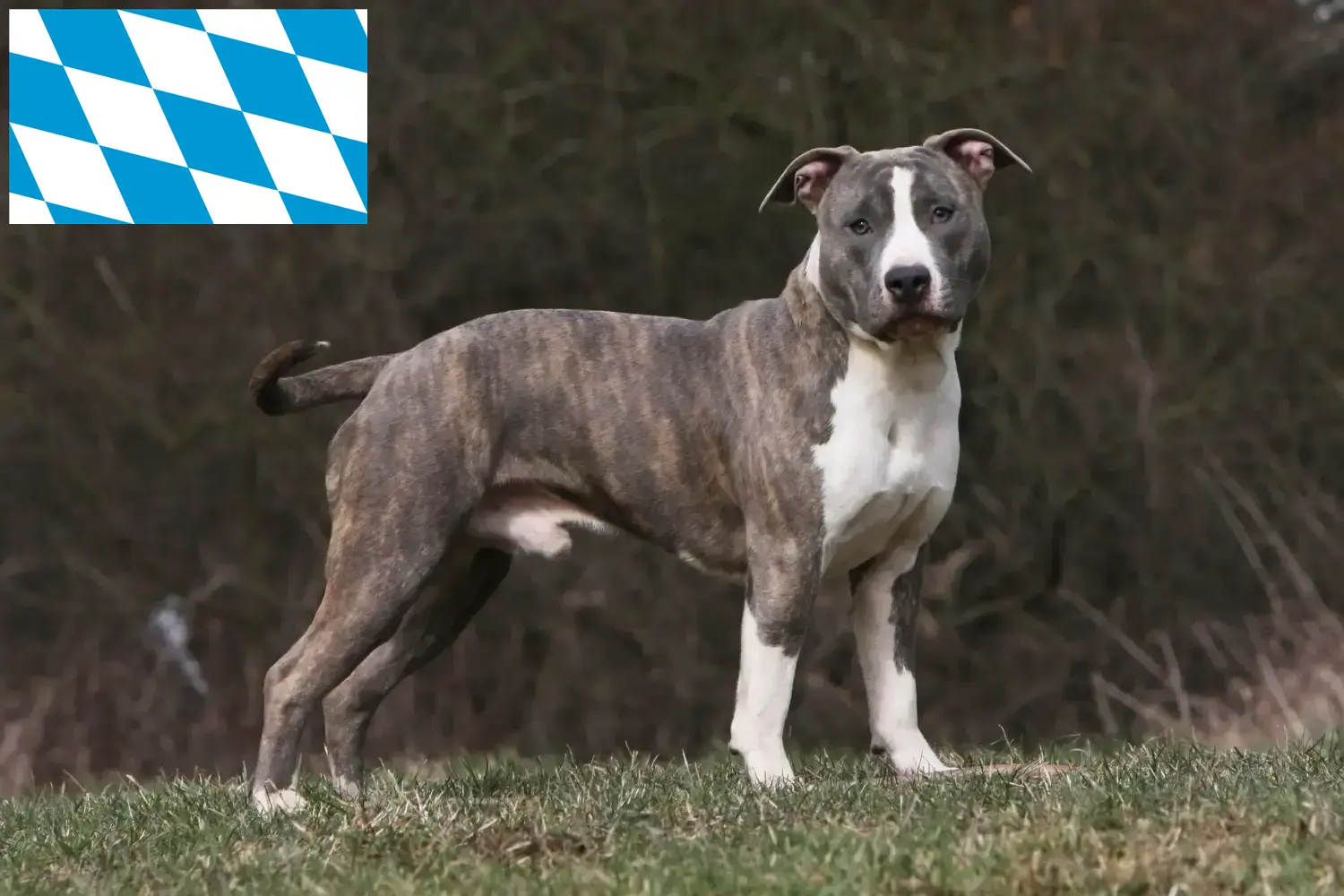 Scopri di più sull'articolo Allevatori e cuccioli di American Staffordshire Terrier in Baviera