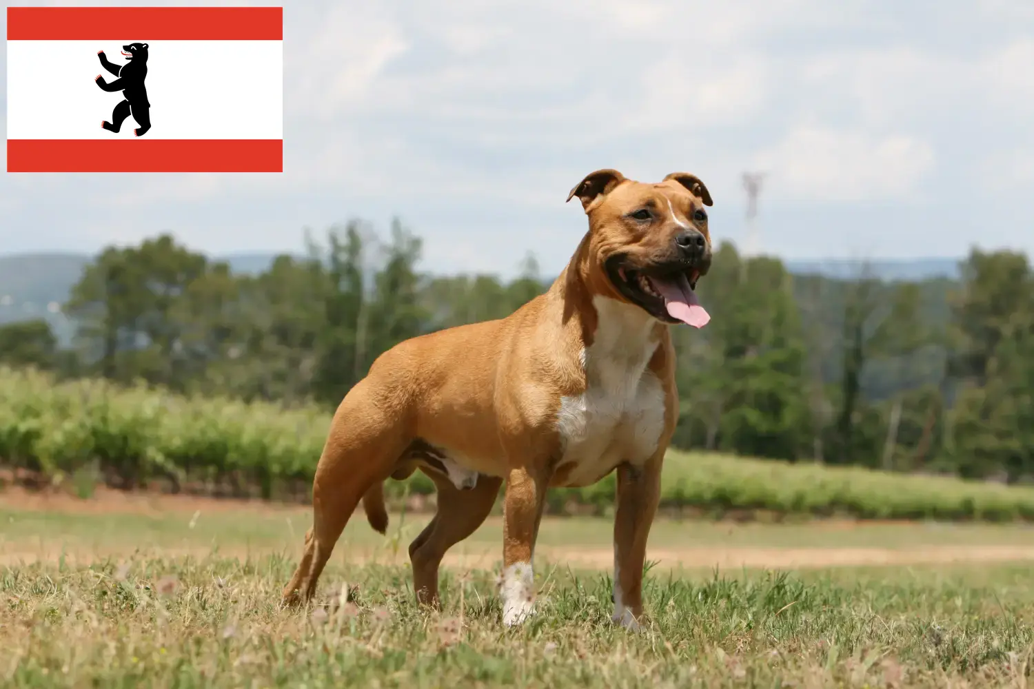 Scopri di più sull'articolo Allevatori e cuccioli di American Staffordshire Terrier a Berlino