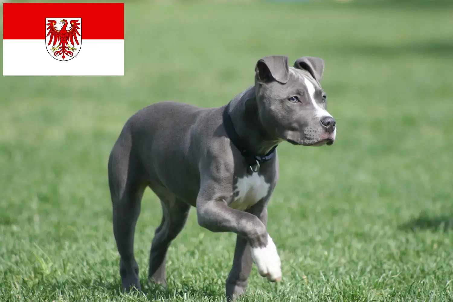 Scopri di più sull'articolo Allevatori di American Staffordshire Terrier e cuccioli a Brandenburg