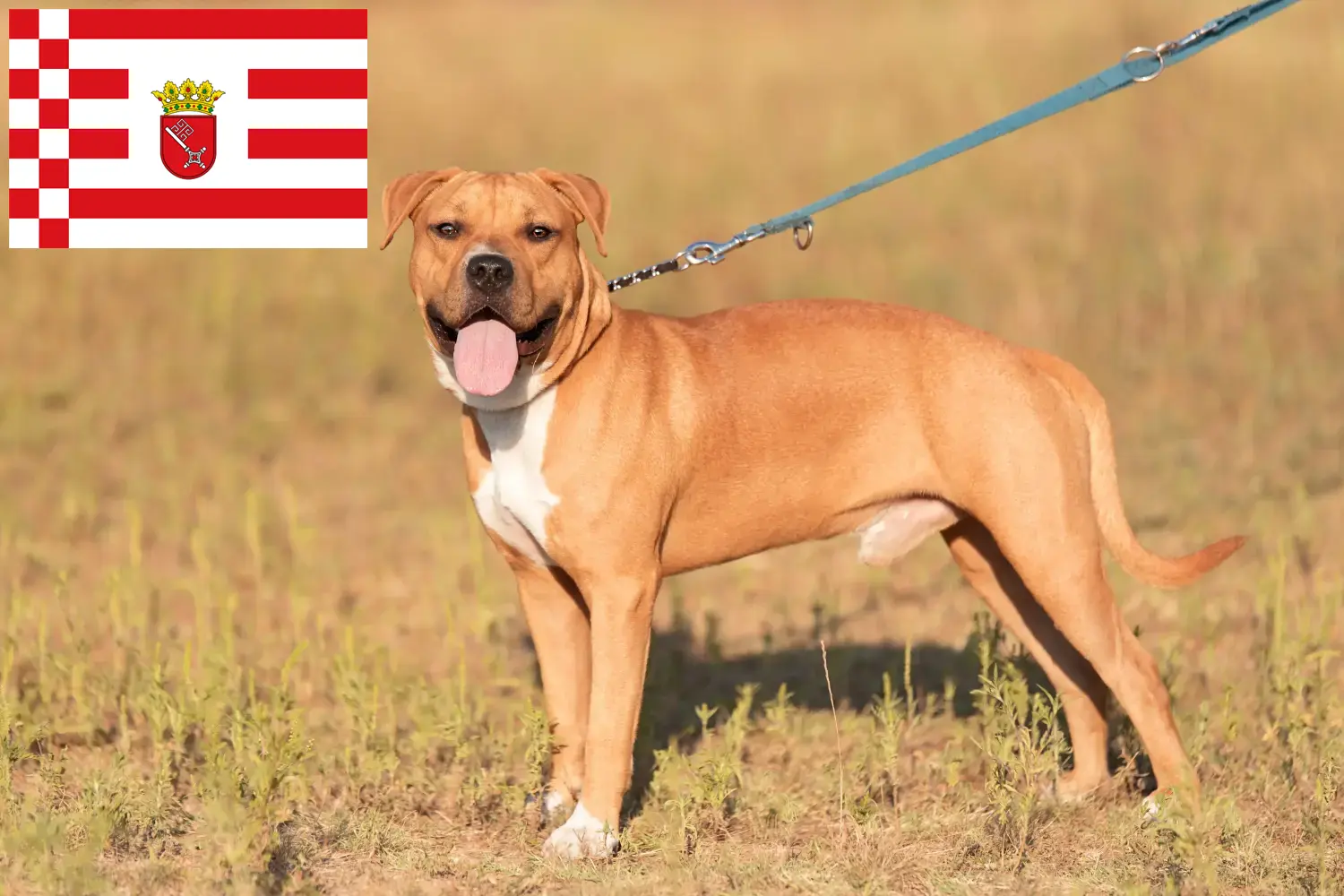 Scopri di più sull'articolo Allevamenti e cuccioli di American Staffordshire Terrier a Brema