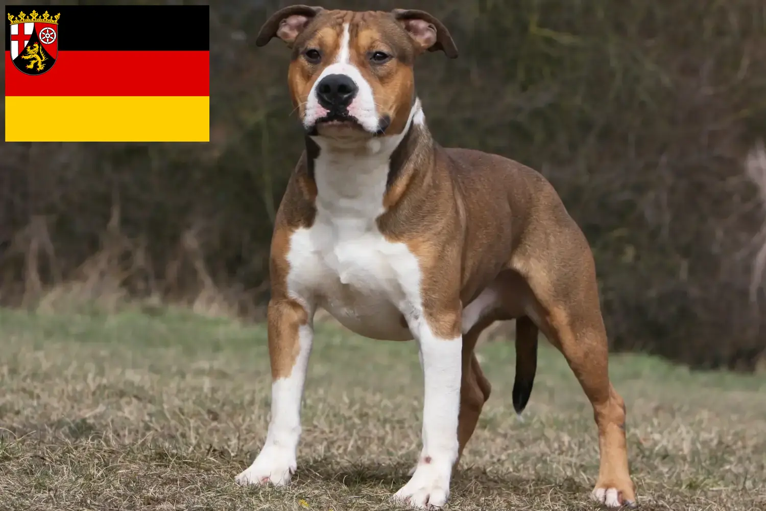 Scopri di più sull'articolo Allevatori di American Staffordshire Terrier e cuccioli in Renania-Palatinato