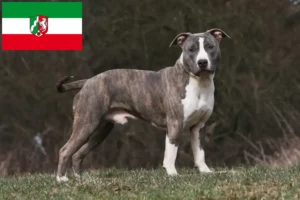 Scopri di più sull'articolo Allevatori di American Staffordshire Terrier e cuccioli in Nord Reno-Westfalia