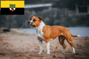 Scopri di più sull'articolo Allevatori di American Staffordshire Terrier e cuccioli in Sassonia-Anhalt