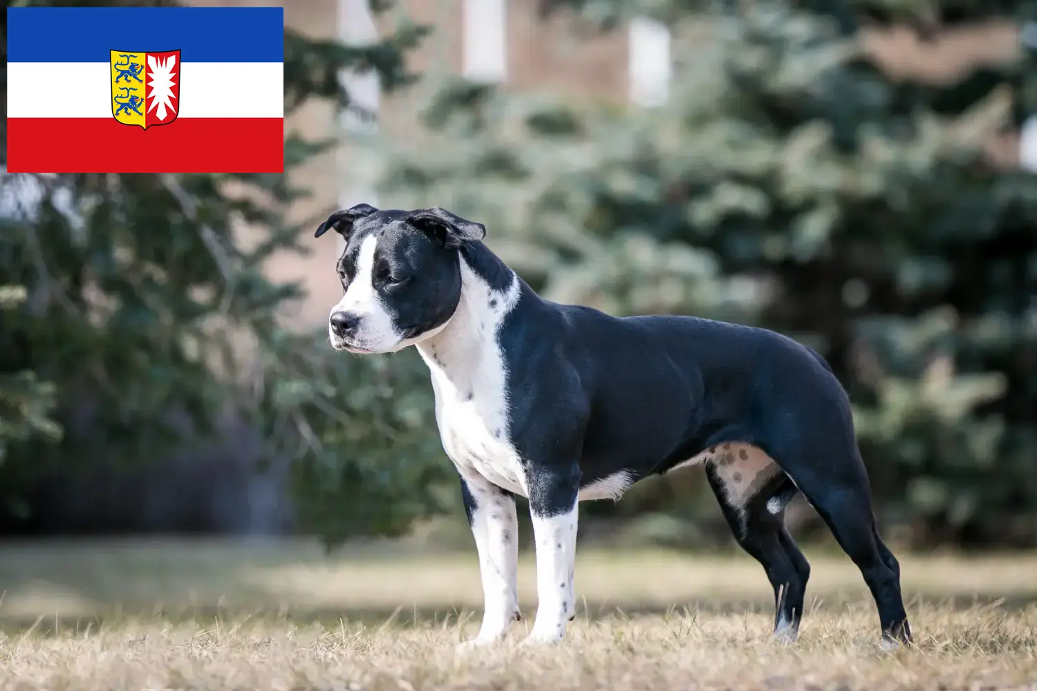 Scopri di più sull'articolo Allevatori di American Staffordshire Terrier e cuccioli in Schleswig-Holstein