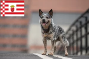 Scopri di più sull'articolo Allevatori e cuccioli di Australian Cattle Dog a Bremen