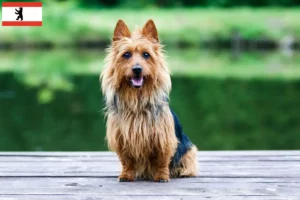 Scopri di più sull'articolo Allevatori e cuccioli di Australian Terrier a Berlino