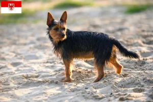 Scopri di più sull'articolo Allevatori e cuccioli di Australian Terrier a Brandeburgo