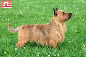 Scopri di più sull'articolo Allevatori di Australian Terrier e cuccioli a Brema