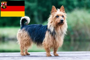 Scopri di più sull'articolo Allevatori di Australian Terrier e cuccioli in Renania-Palatinato