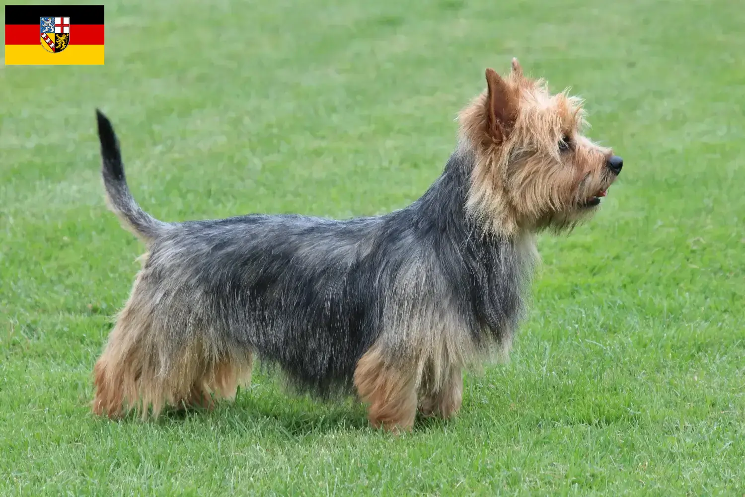 Scopri di più sull'articolo Allevatori di Australian Terrier e cuccioli in Saarland