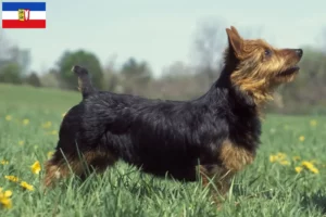 Scopri di più sull'articolo Allevatori di Australian Terrier e cuccioli in Schleswig-Holstein